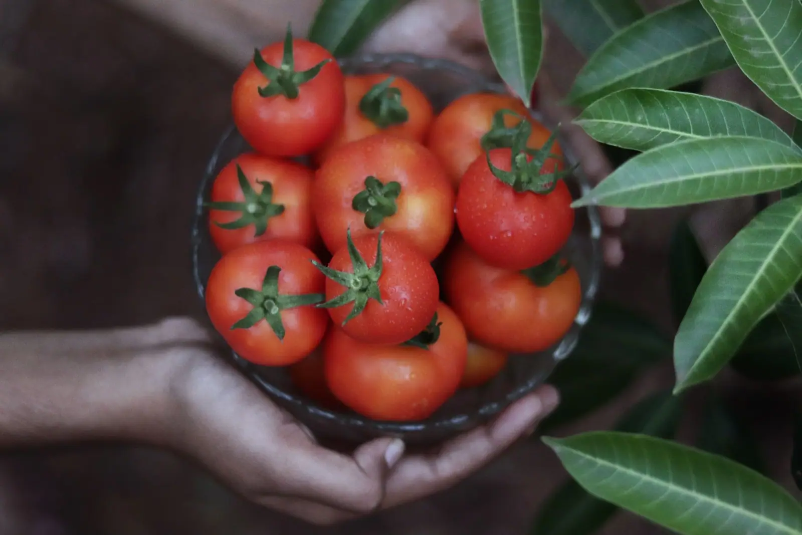 Hands holding a bowl of ripe red tomatoes beside green leaves
