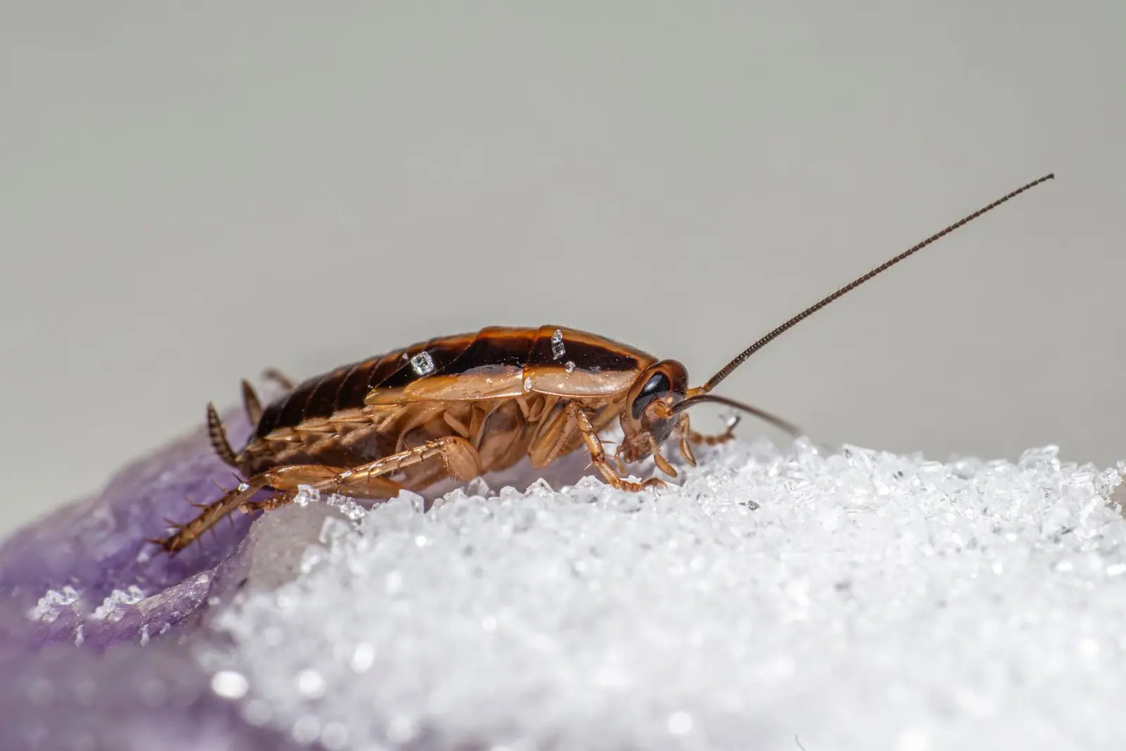 A brown cockroach with long antennae on a mound of white sugar crystals