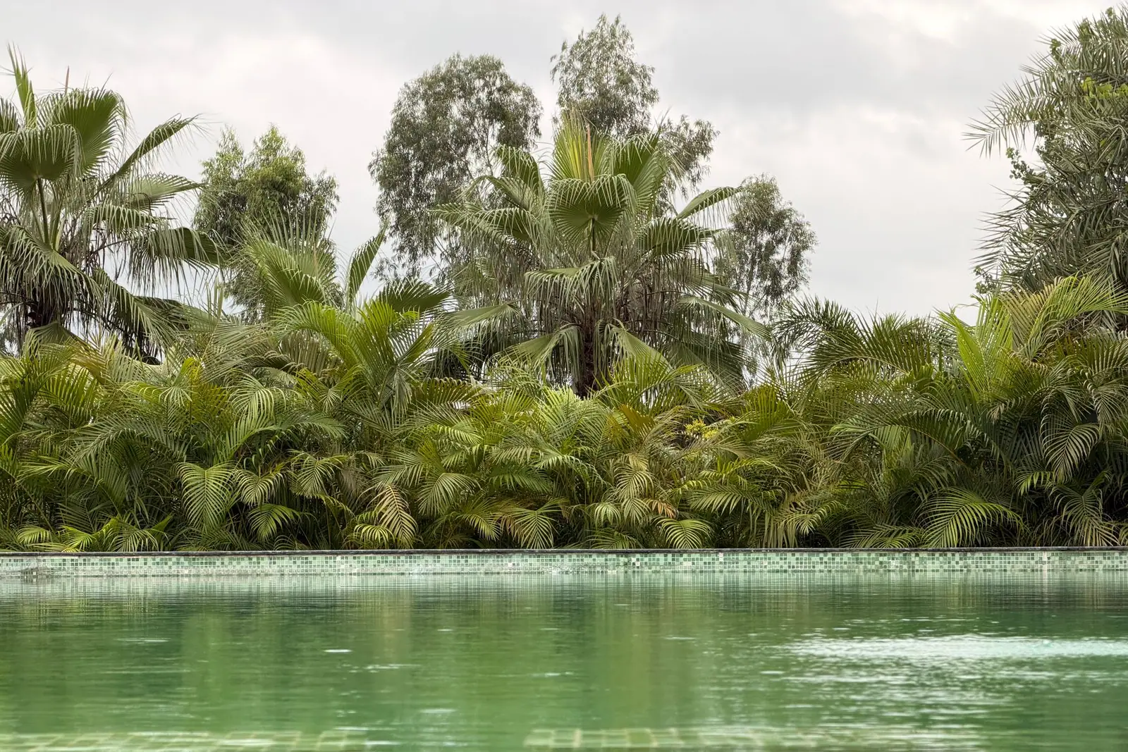 A swimming pool with green, algae-filled water