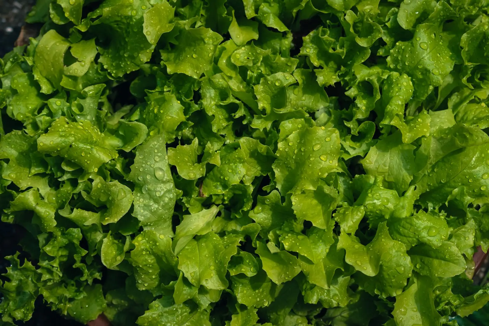 A dense patch of leafy green lettuce
