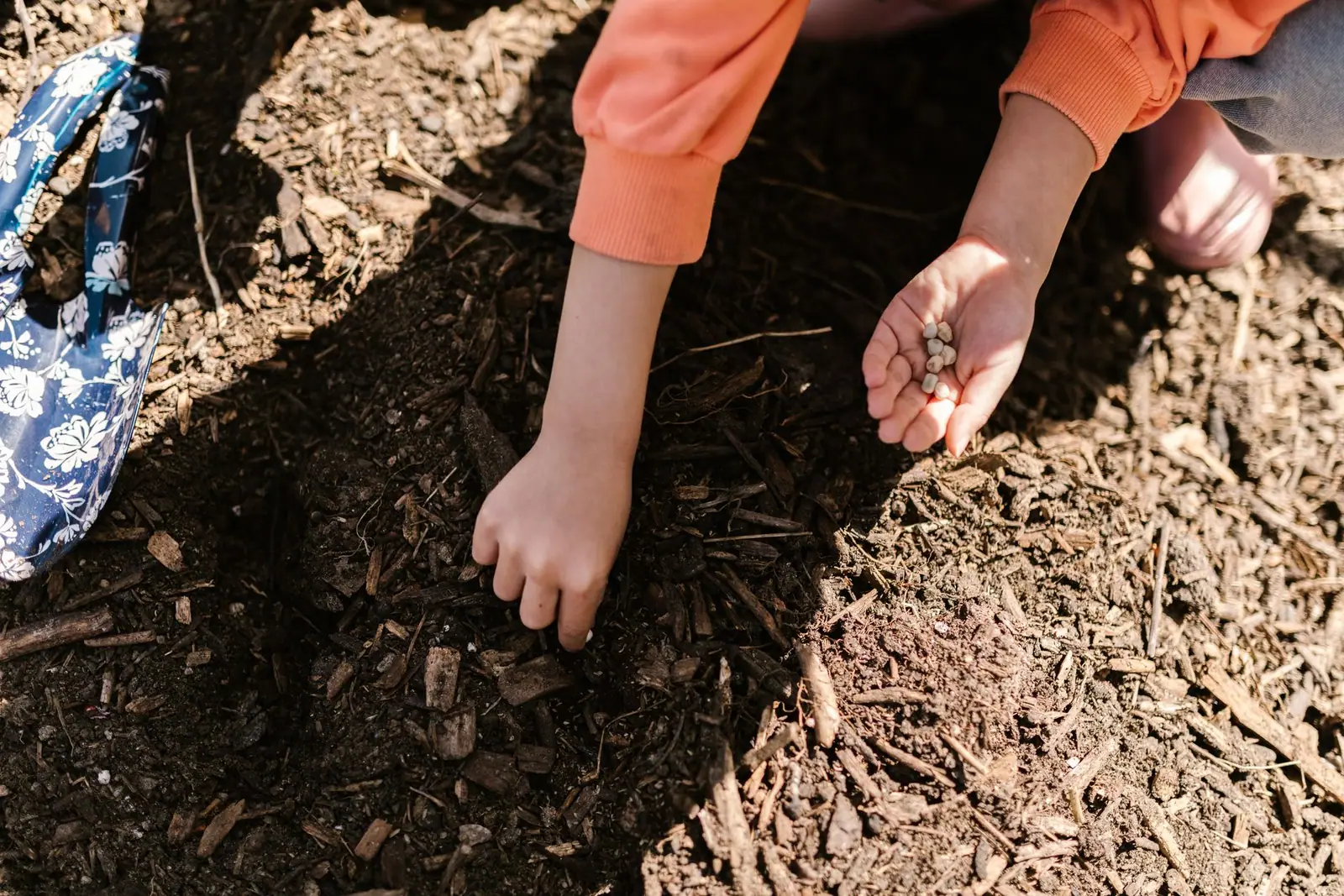 A child pressing seeds into loose garden soil by hand