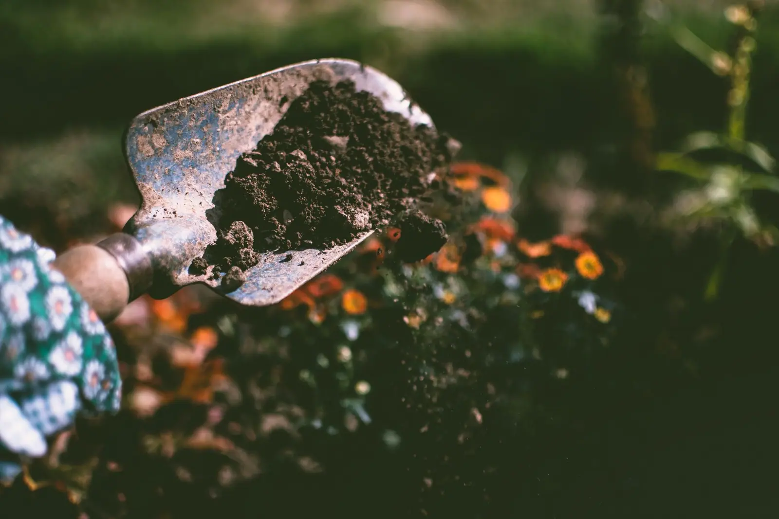 A garden trowel lifting a scoop of dark soil from a flower bed